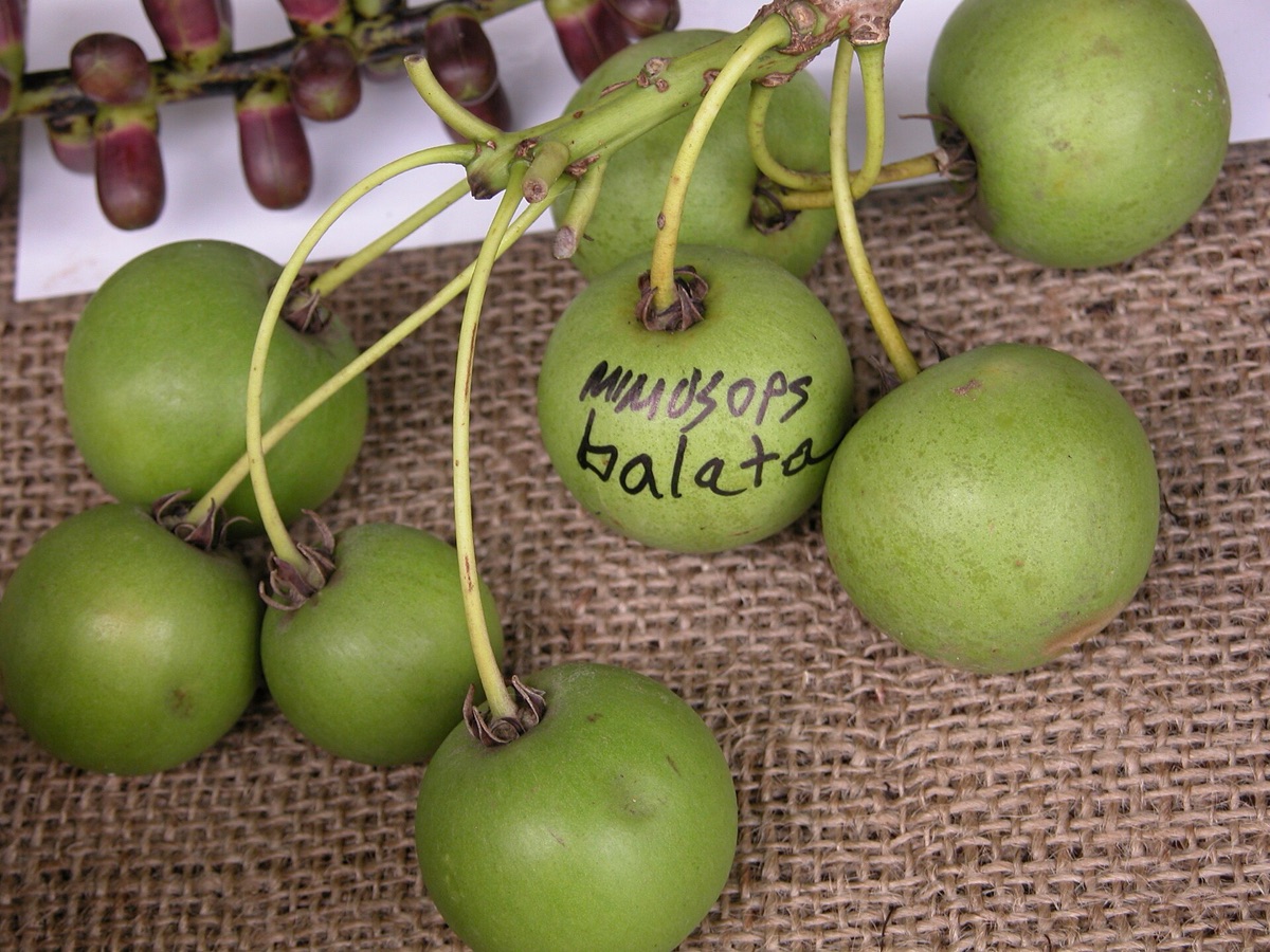 Tropische vruchten in een Miami winkel