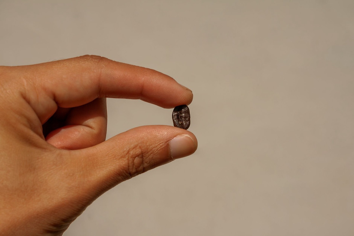 Cuban coffee bean in hand