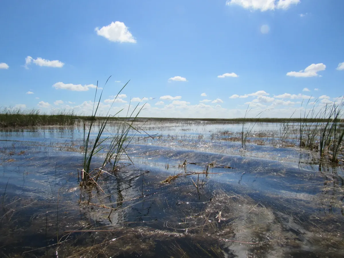 Tranquil view of the Everglades wetlands with clear blue skies and scattered clouds.