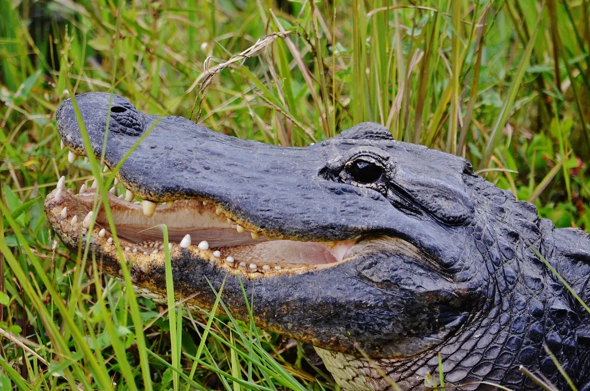 alligator, everglades np, florida, usa, landscape, miami, america, nature, travel, wildlife, alligator, alligator, florida, florida, miami, miami, miami, miami,