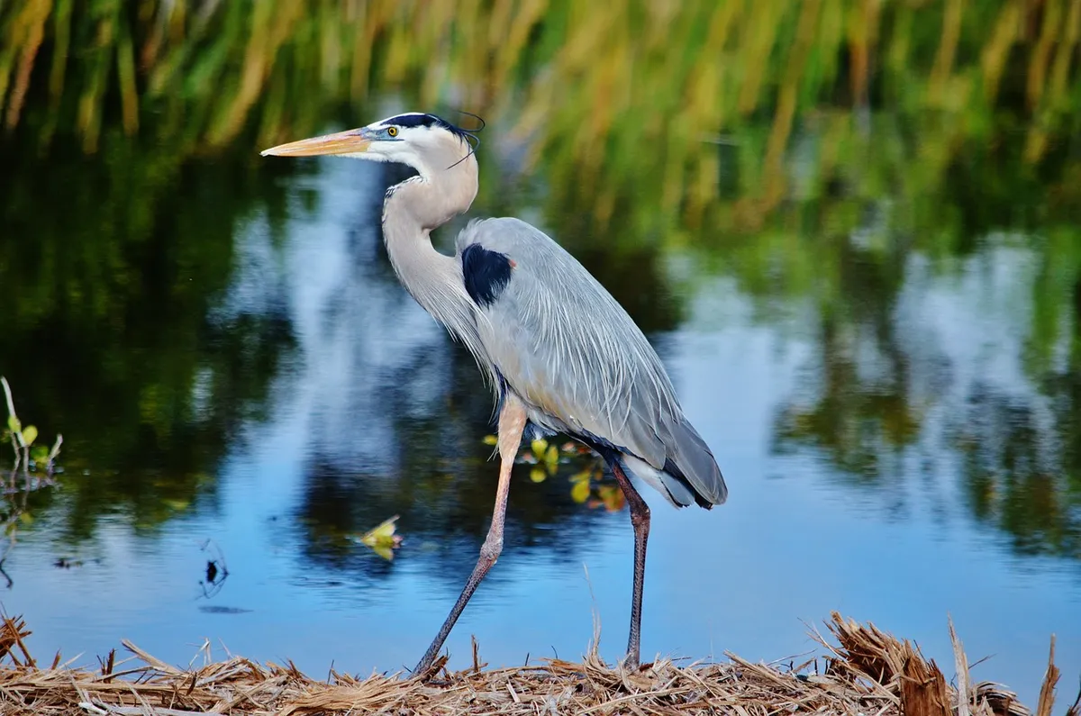 blue heron, everglades np, florida, usa, swamp, america, landscape, miami, water, nature, scenic, travel, tourism, blue heron, blue heron, blue heron, blue hero